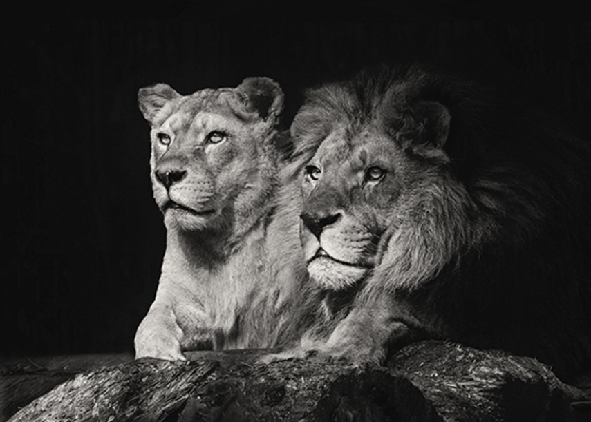 Wildlife beeld on demand geprint als wanddecoratie