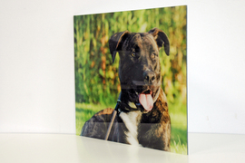 Plexibond prints