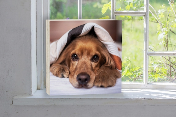 Pet photo on a square wood block of 40mm thick.