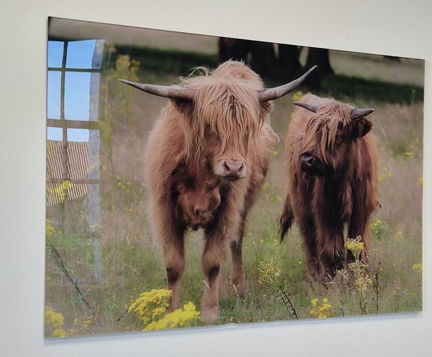 Scottish Highlanders on plexiglass, photo from the Photo Gift image bank.
