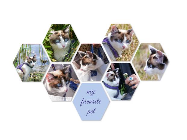 Hexagon collage met meerdere fotos